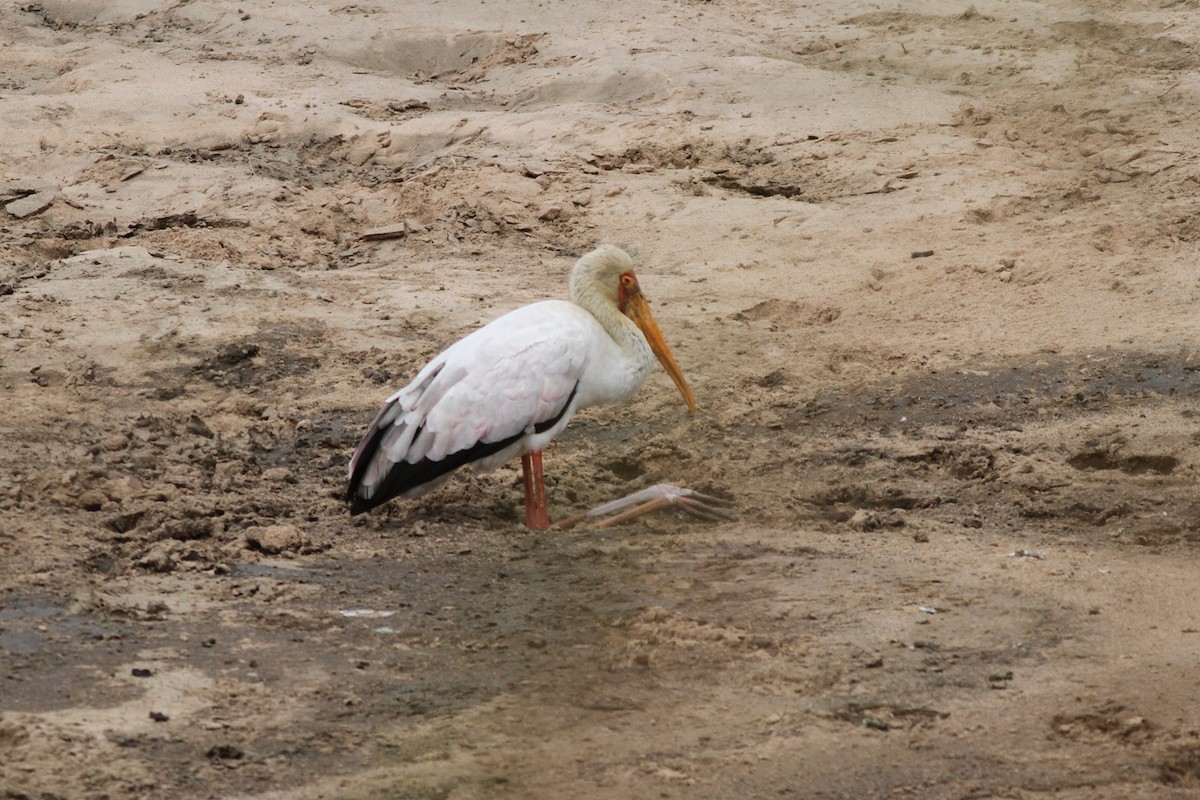 Yellow-billed Stork - ML602684911