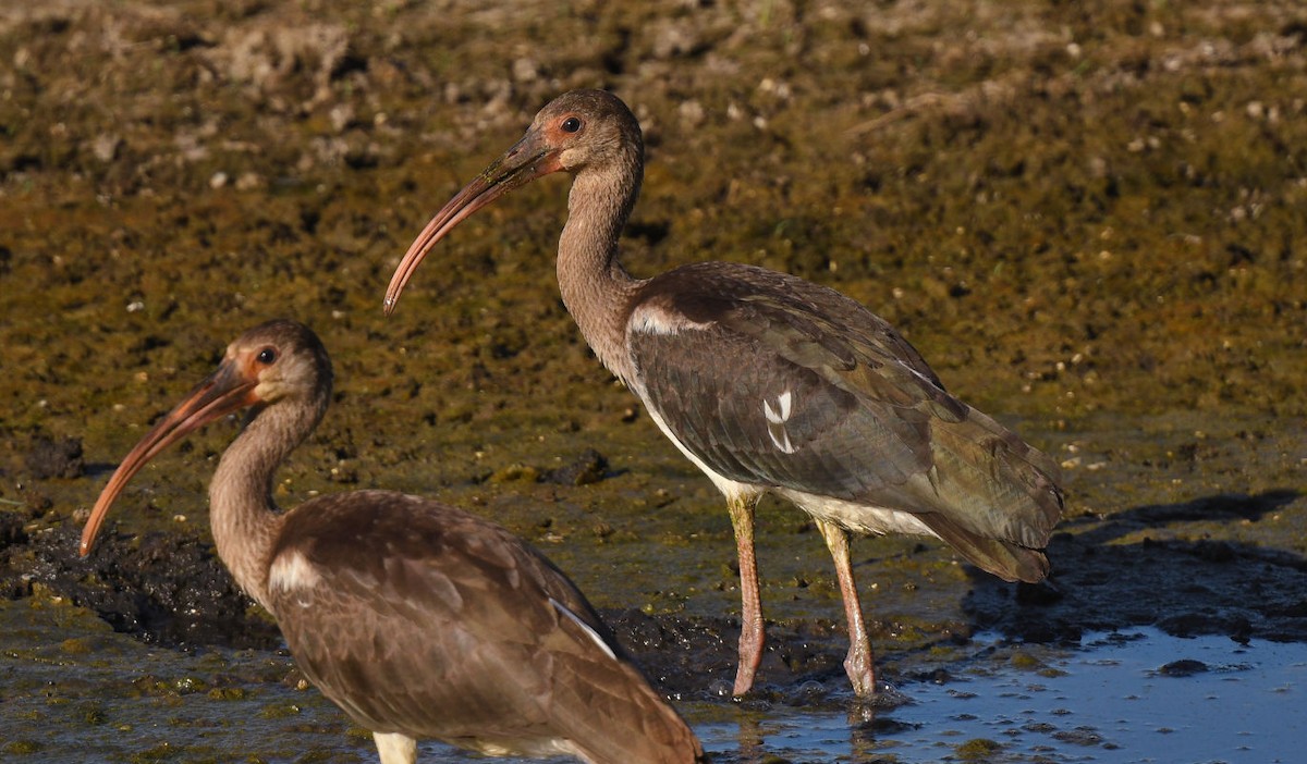 White Ibis - Doug Orama