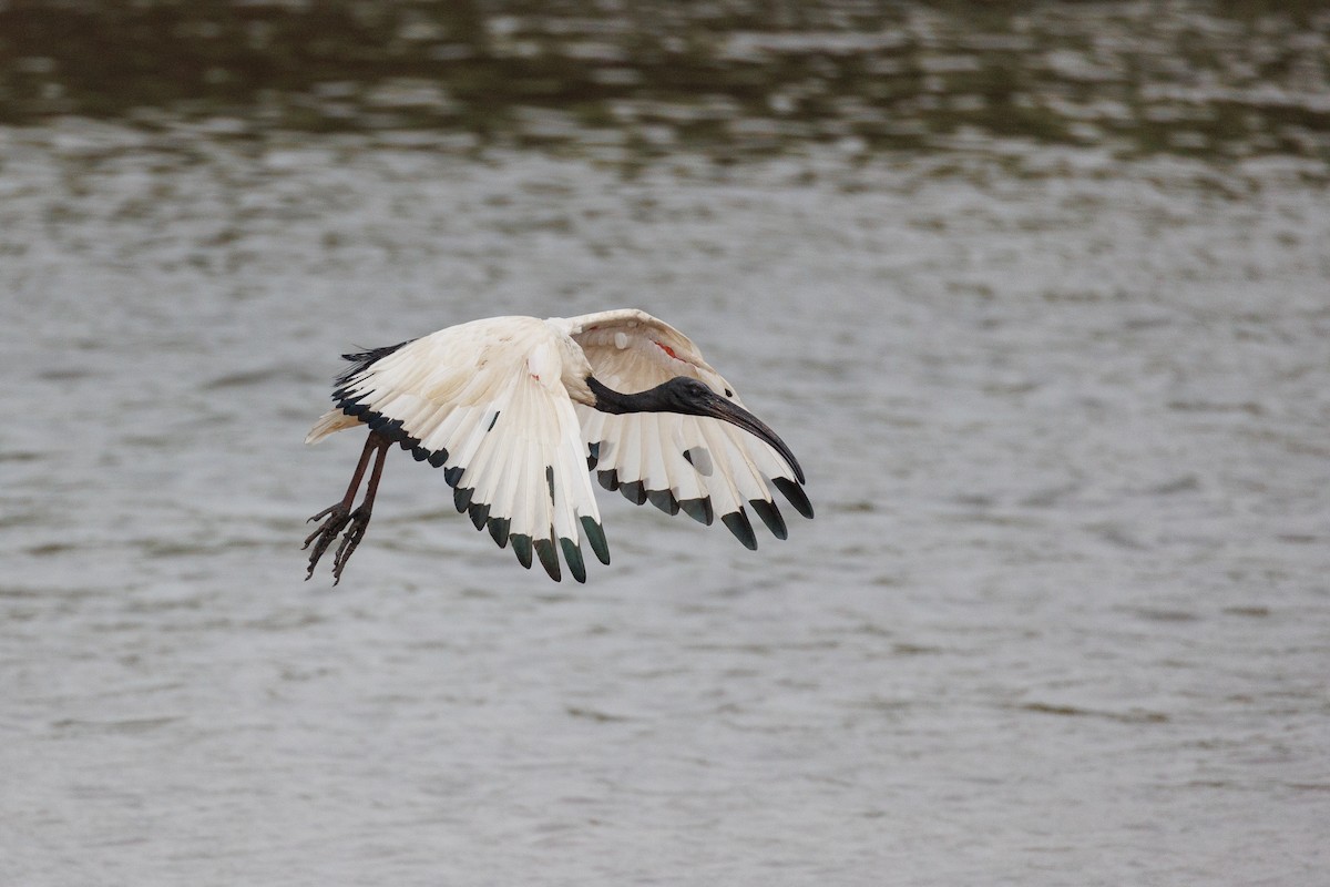 ibis posvátný - ML602686821