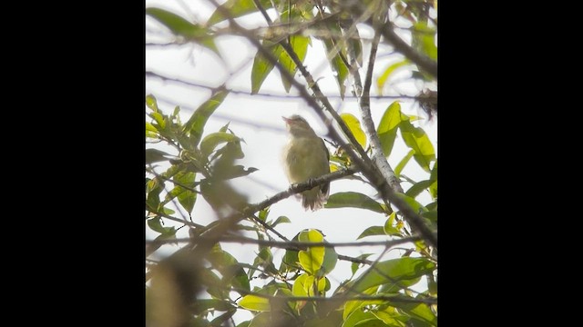 Vireo del Chocó - ML602687131