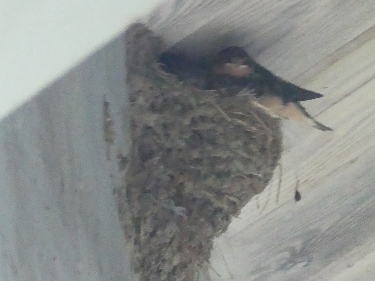 Barn Swallow - ML602687151