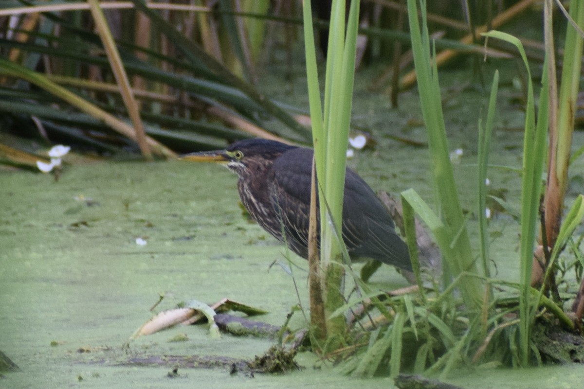 Green Heron - ML602687471