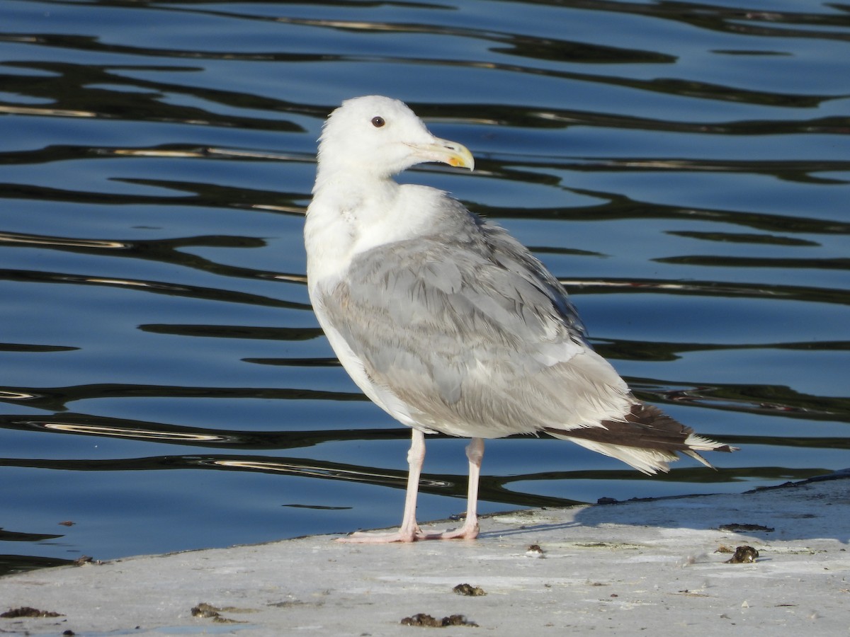 Caspian Gull - Sławomir Karpicki