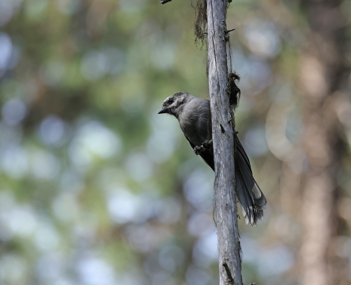 Canada Jay - ML602688071