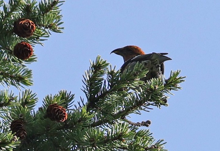 White-winged Crossbill - ML602689771