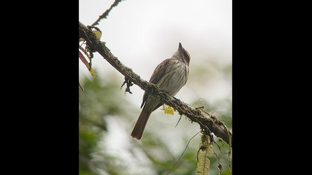 Streaked Flycatcher - ML602690551