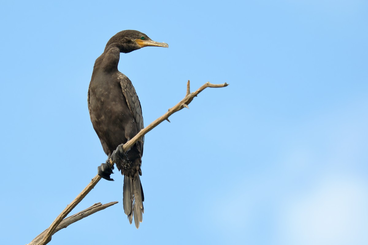 Cormorán Biguá - ML602690841