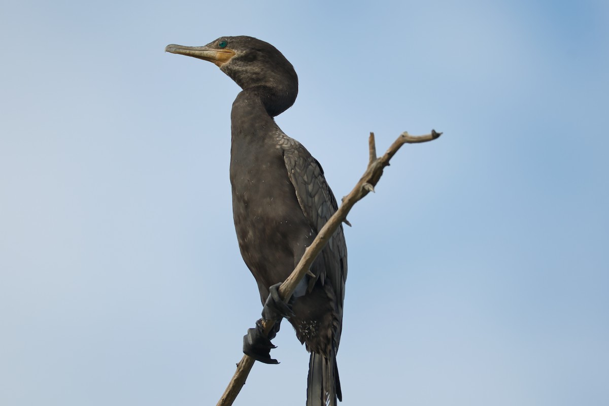 Neotropic Cormorant - Fred Caines