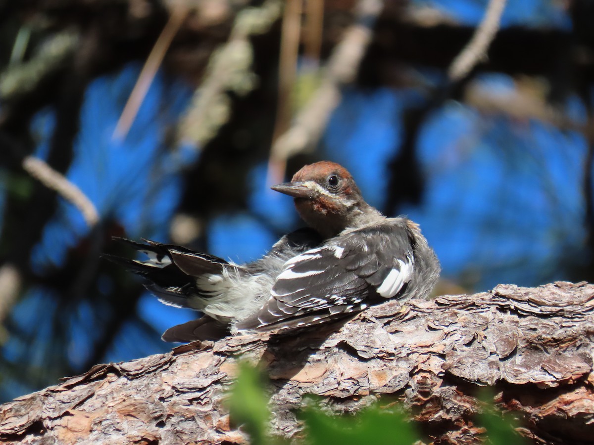 Red-breasted Sapsucker - ML602691701