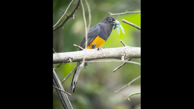 White-tailed Trogon - ML602691841