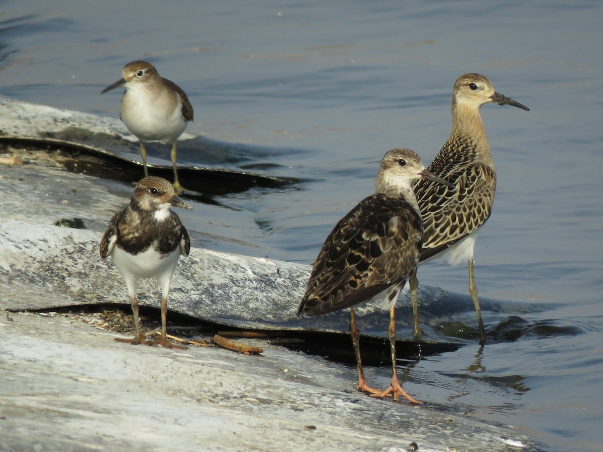 Ruddy Turnstone - ML602692601