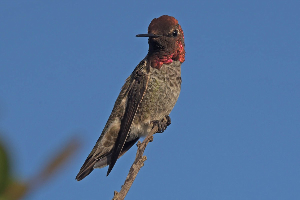 Anna's Hummingbird - Troy Hibbitts