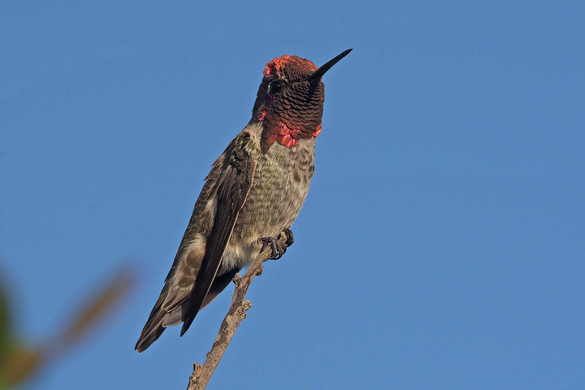 Anna's Hummingbird - Troy Hibbitts