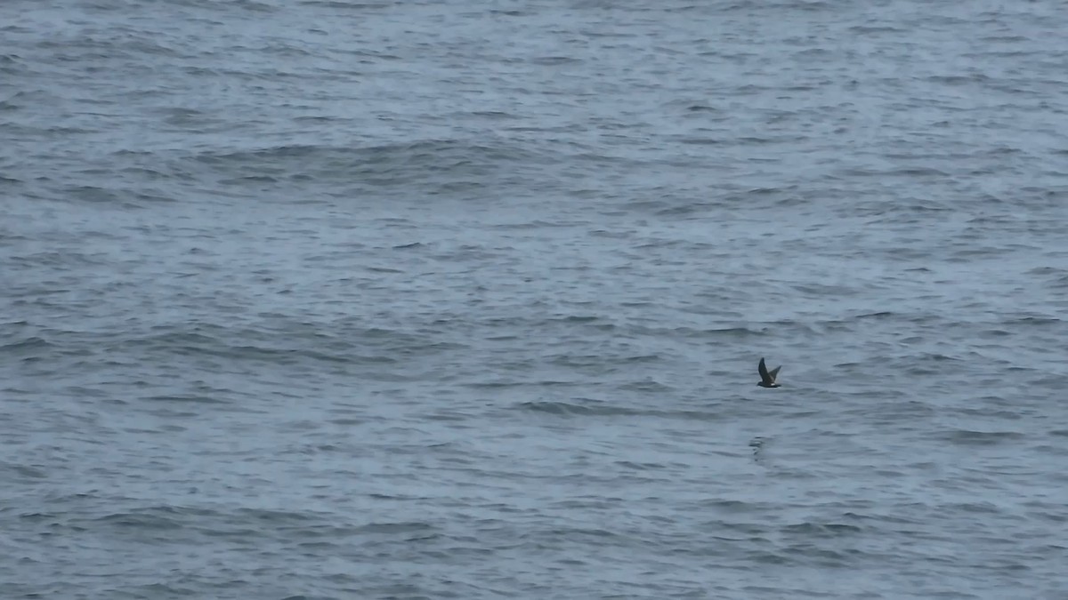 Leach's Storm-Petrel - ML602694161