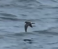 Leach's Storm-Petrel - ML602694181