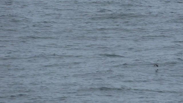 白腰叉尾海燕 - ML602694351