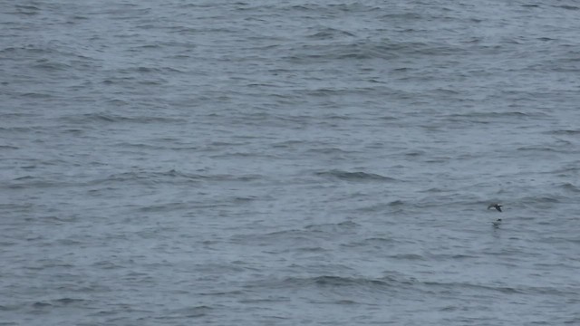 Leach's Storm-Petrel - ML602694351