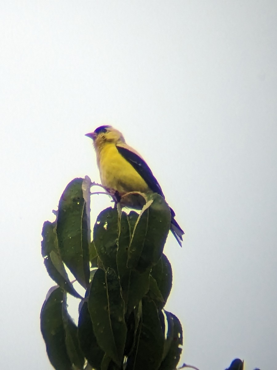 American Goldfinch - ML602694381