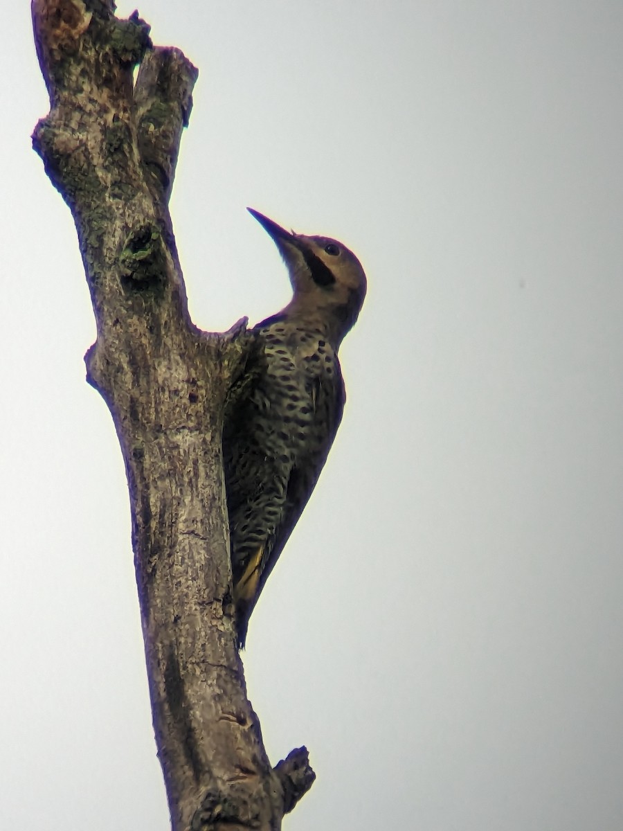 Northern Flicker - ML602694451