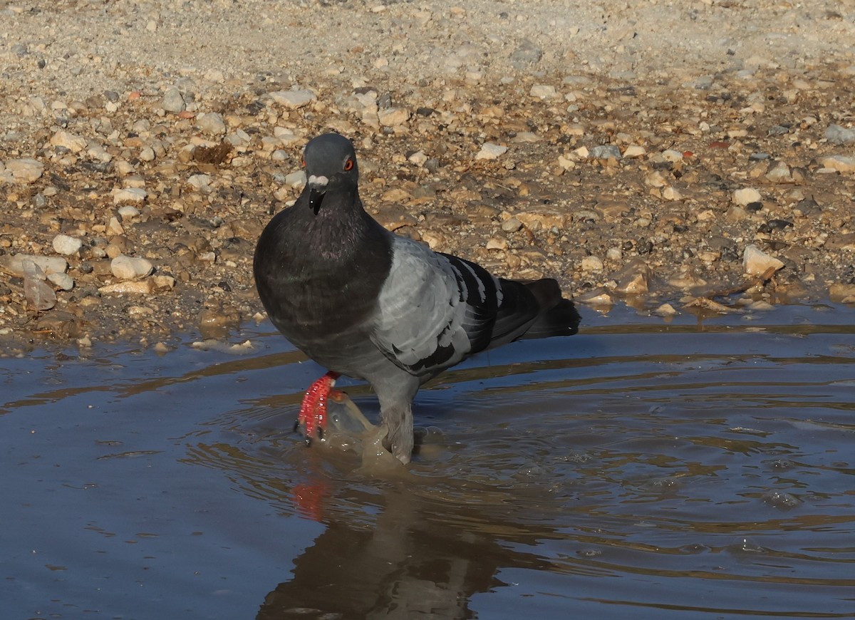 Rock Pigeon (Feral Pigeon) - ML602694501