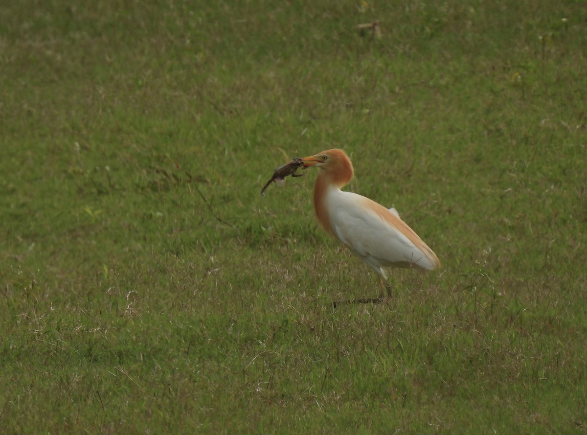 Eastern Cattle Egret - ML602694801