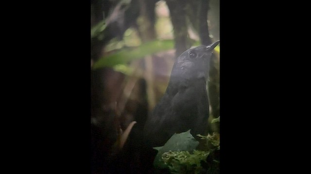 Tatamátapaculo - ML602695351