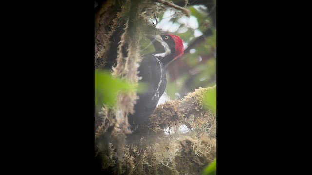 Powerful Woodpecker - ML602696781