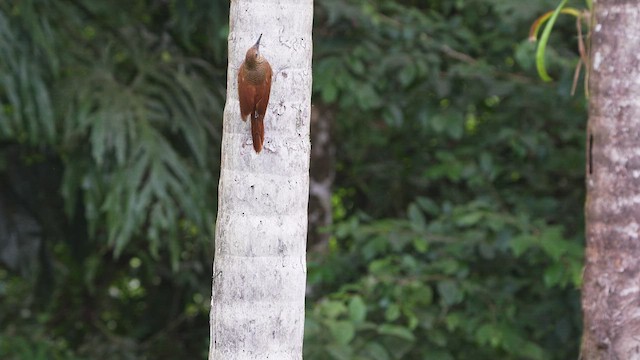 Northern Barred-Woodcreeper - ML602696891