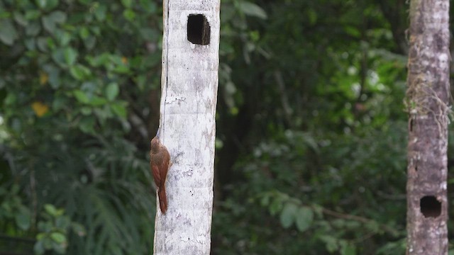 Northern Barred-Woodcreeper - ML602696911