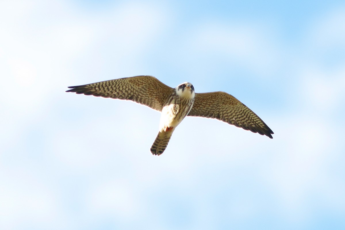 Red-footed Falcon - ML602697121