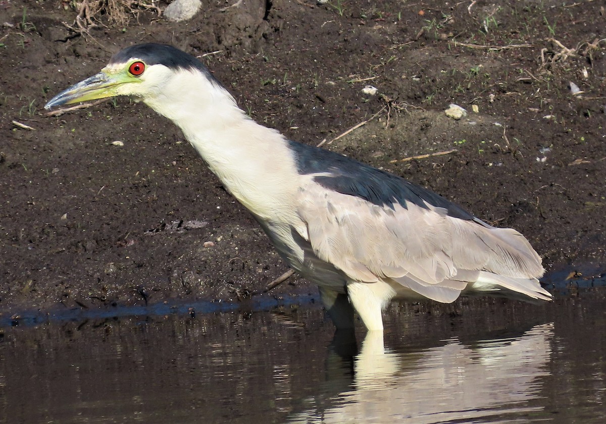 Black-crowned Night Heron - ML602697261