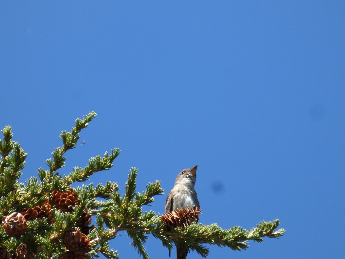 Olive-sided Flycatcher - ML602698171