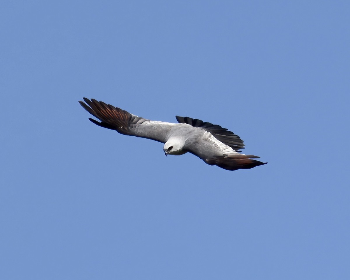 Mississippi Kite - ML602698541