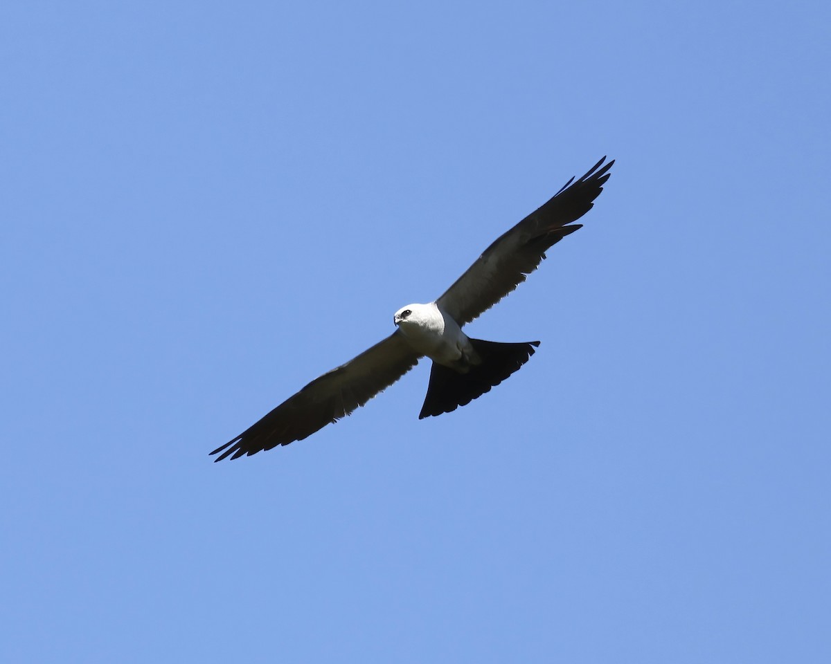 Mississippi Kite - ML602698551