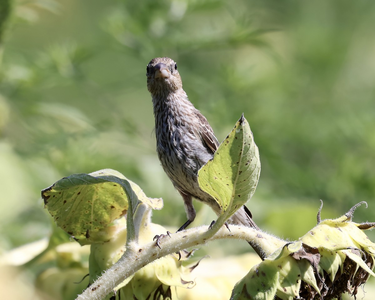 House Finch - ML602698581