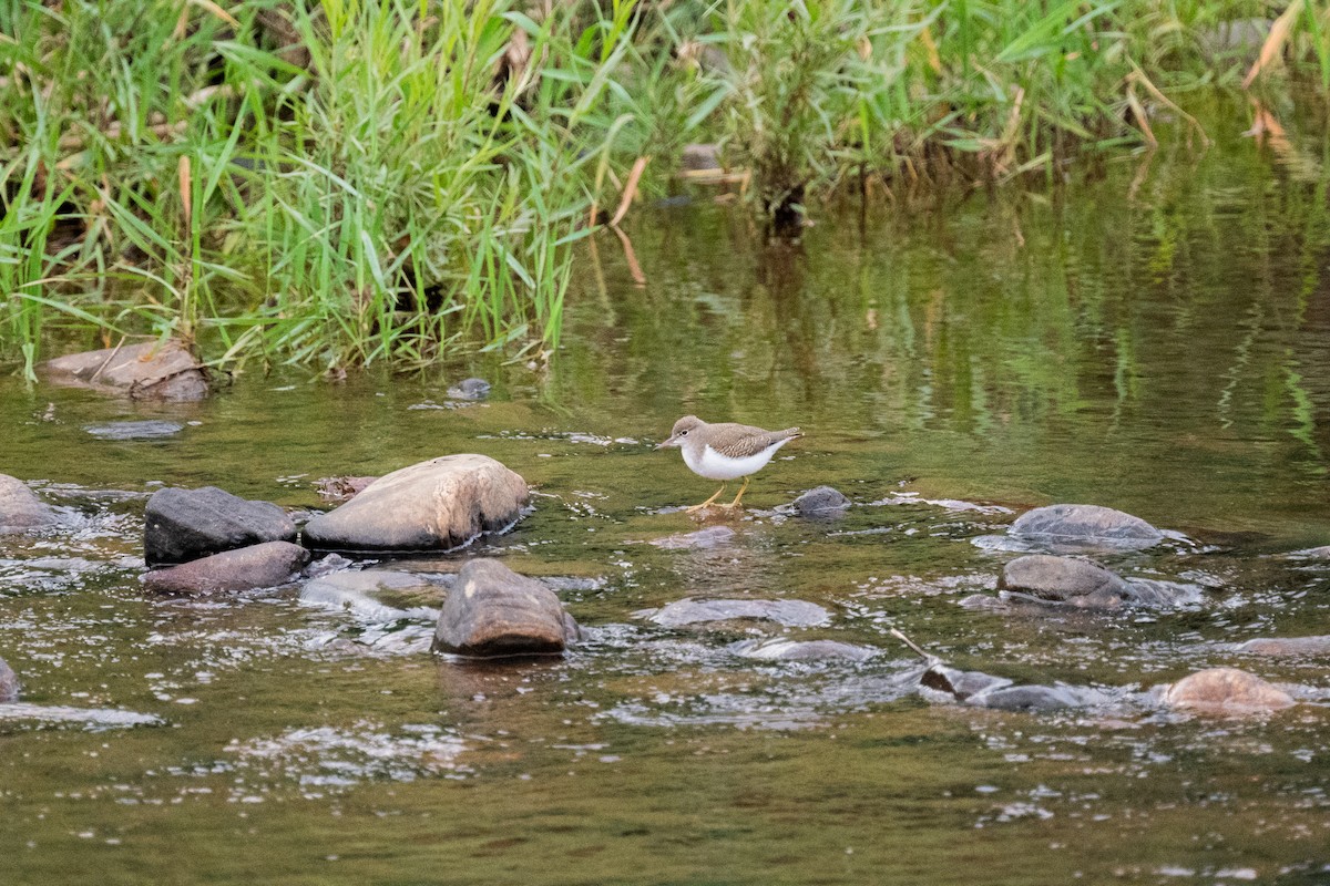 Spotted Sandpiper - ML602699281