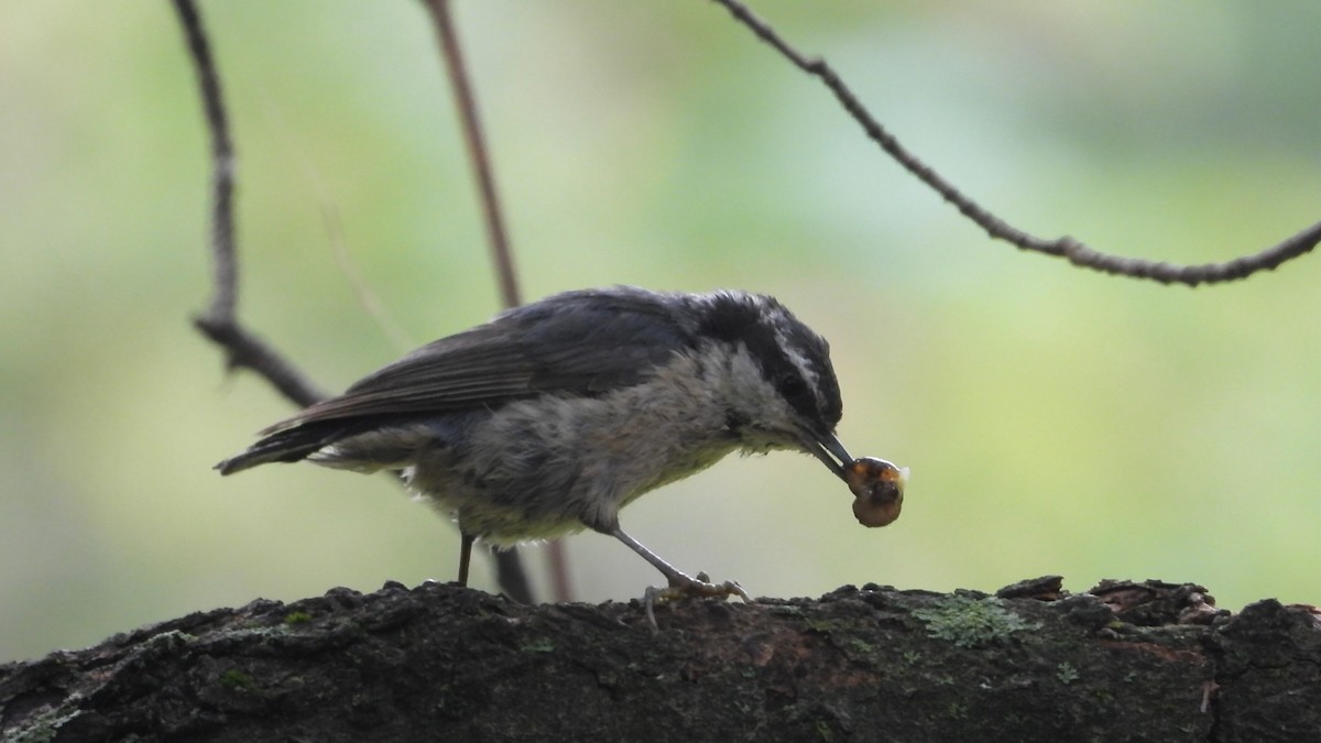 Red-breasted Nuthatch - ML602700951