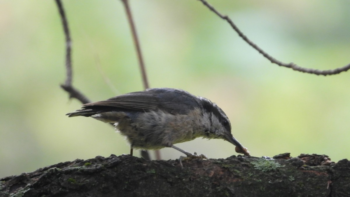 Red-breasted Nuthatch - ML602700971