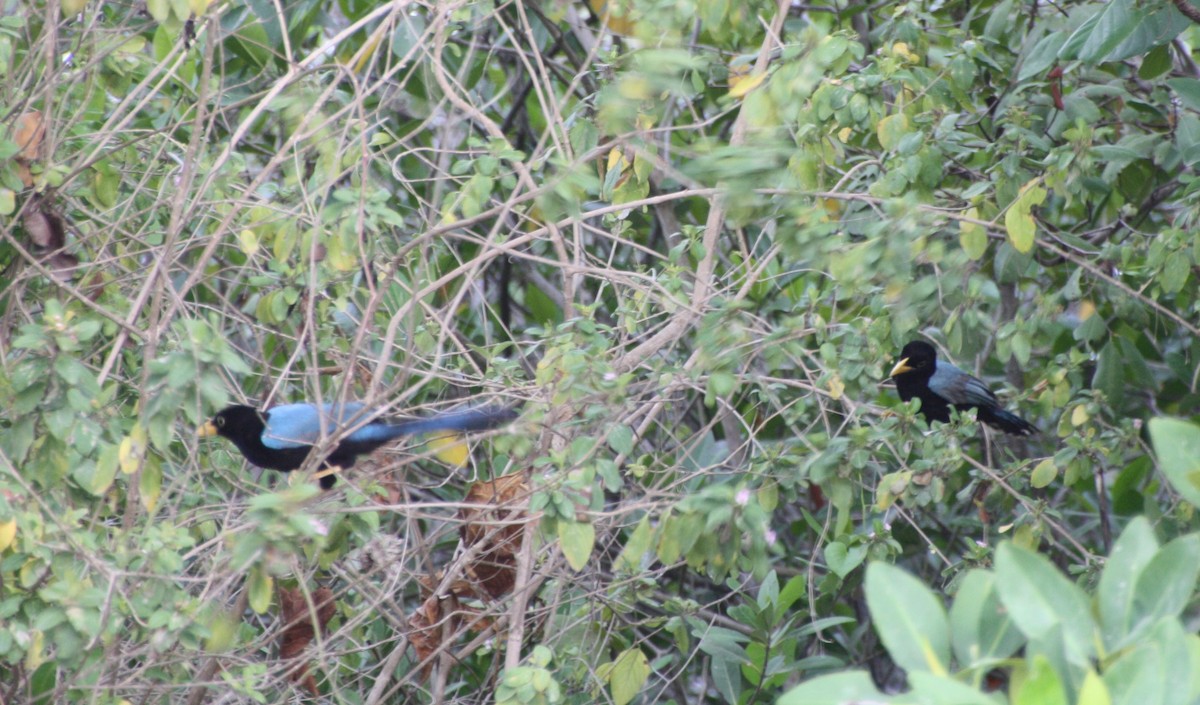 Yucatan Jay - ML60270221