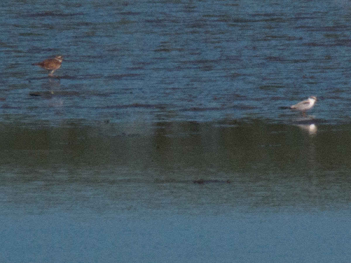 Least Tern - ML602702491