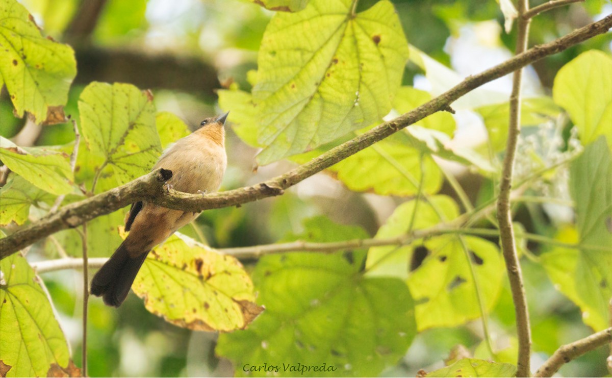 Black-goggled Tanager - Carlos Valpreda