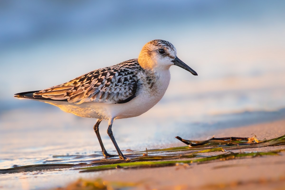 Sanderling - Marcin Dyduch