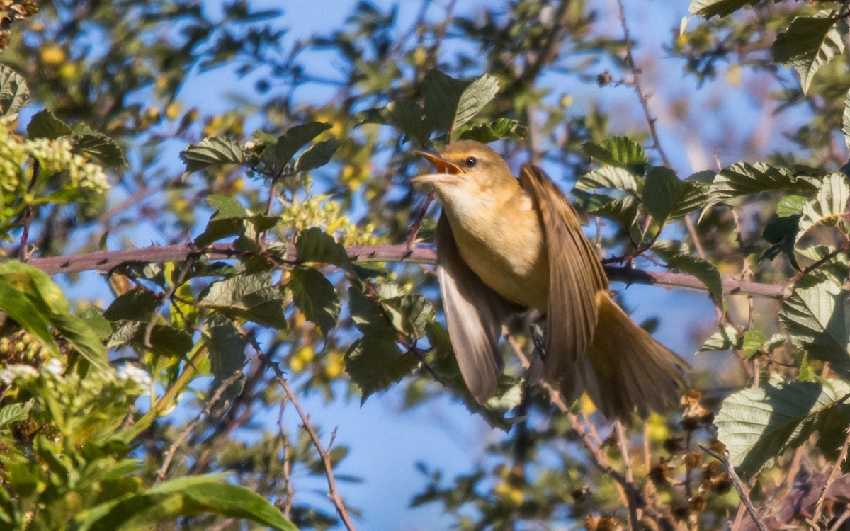 Great Reed Warbler - ML602702681