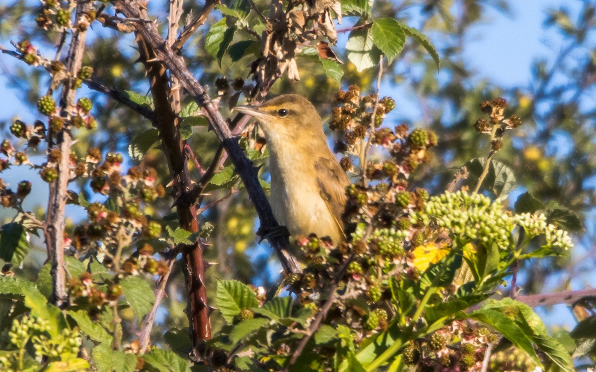 Great Reed Warbler - ML602702701