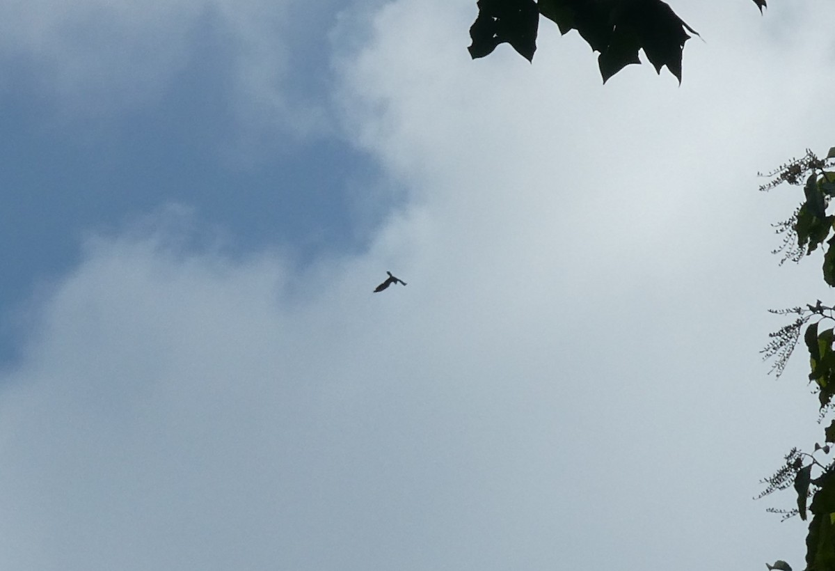 Mississippi Kite - ML602703151