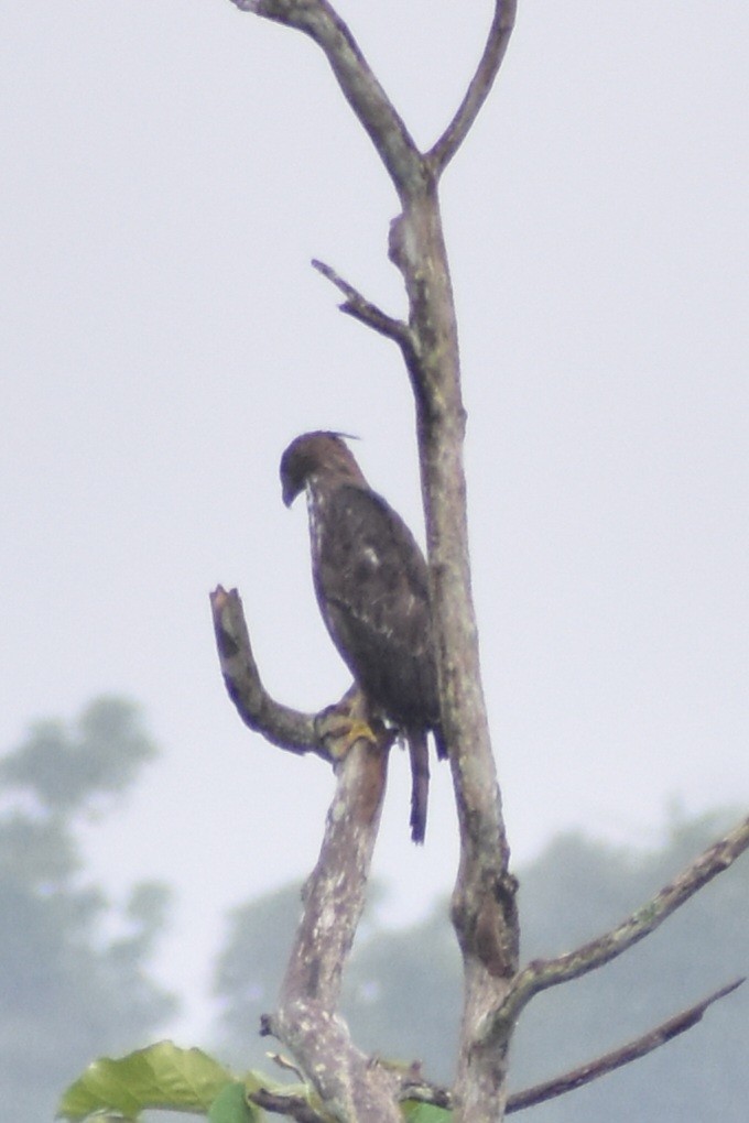 Changeable Hawk-Eagle - ML602703961