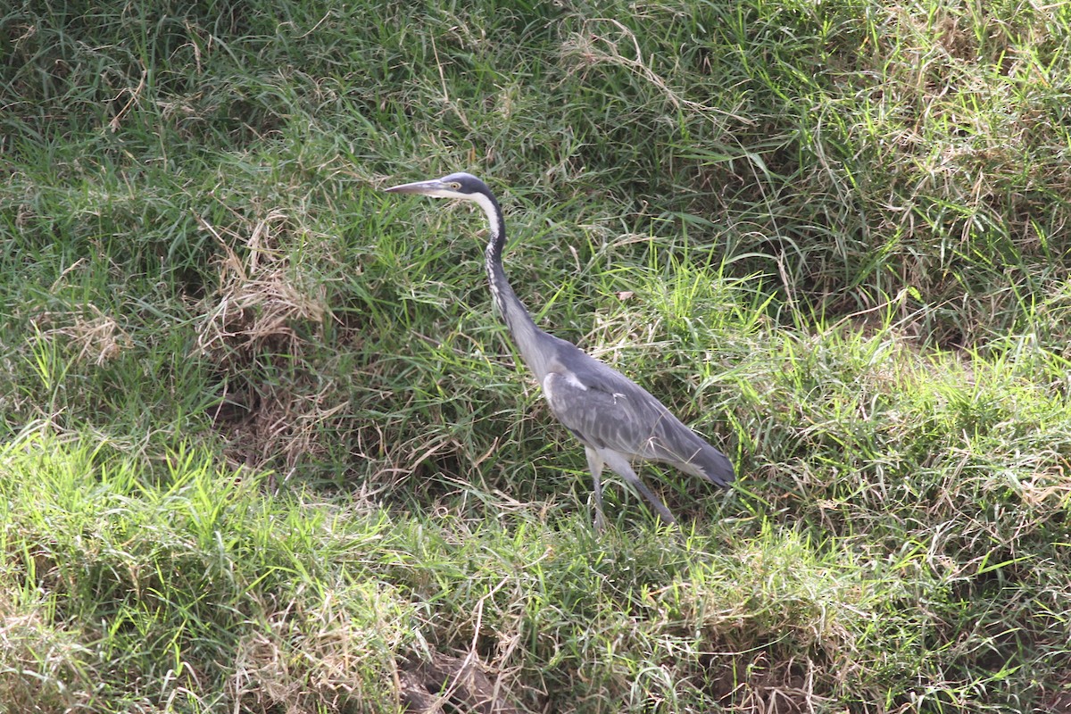 Black-headed Heron - ML602704671