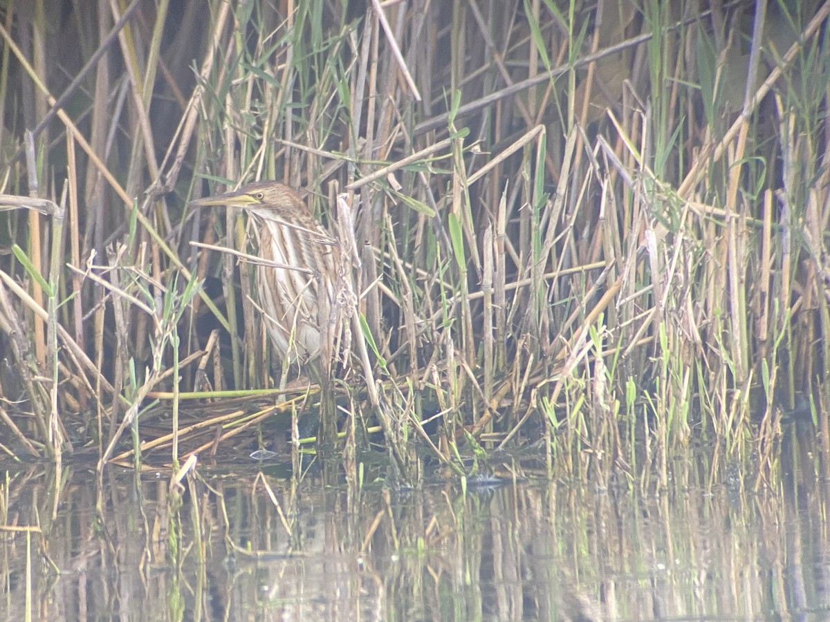 Little Bittern - Karl-Heinz Heyne