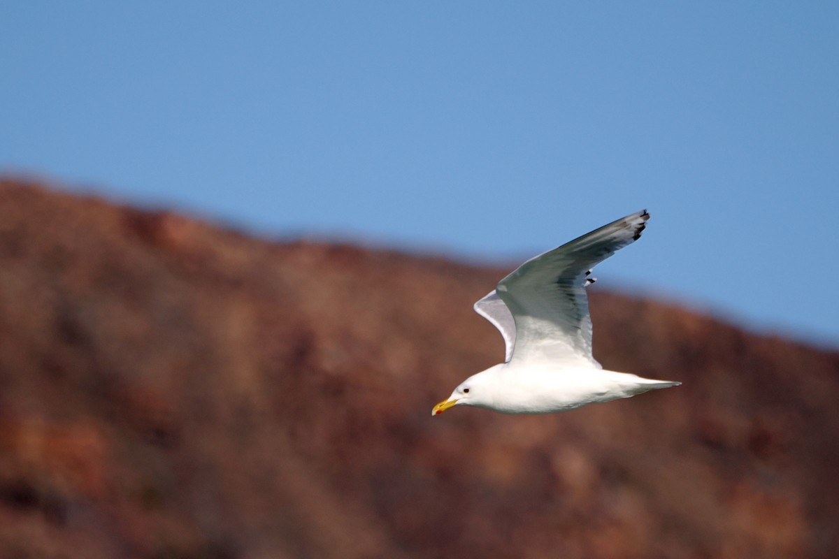 Gaviota Groenlandesa (thayeri) - ML602705901