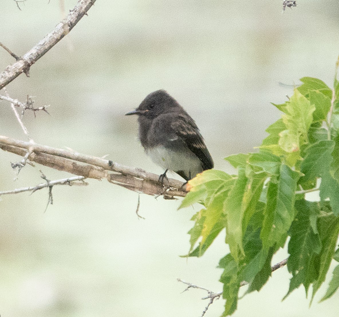 Black Phoebe - Dale Pate